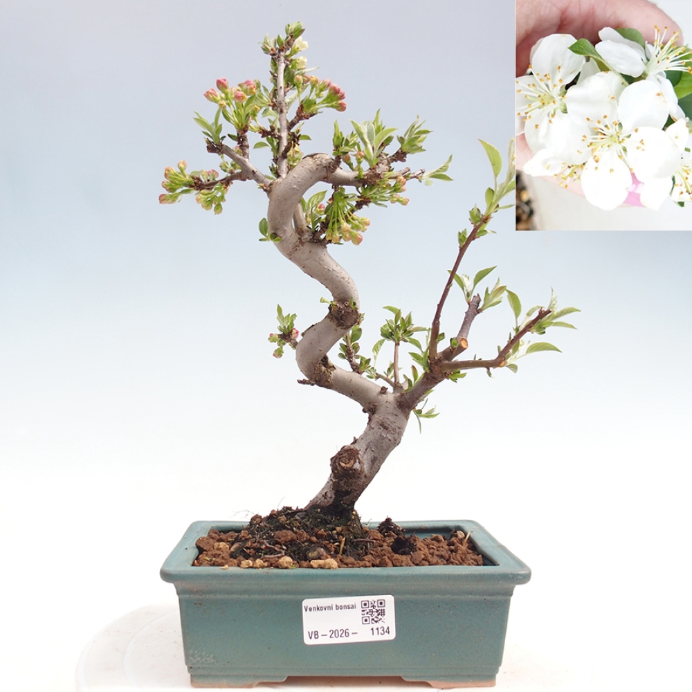 Kültéri bonsai - Malus sargentii - Kis gyümölcsű almafa