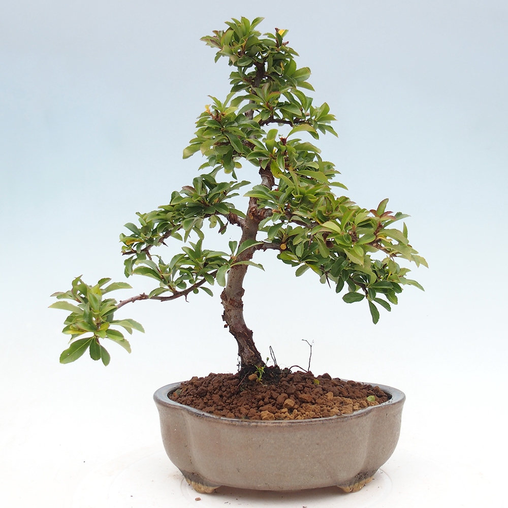 Kültéri bonsai-Pyracantha Teton - Hlox