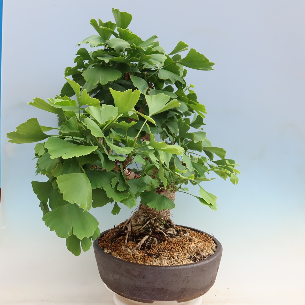 Kültéri bonsai - Ginkgo biloba - Ginkgo biloba