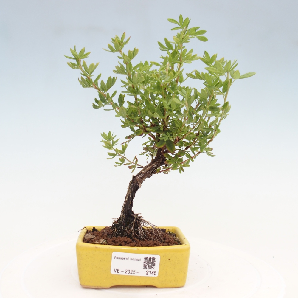 Kültéri bonsai - Potentila fruticosa sárga Bird