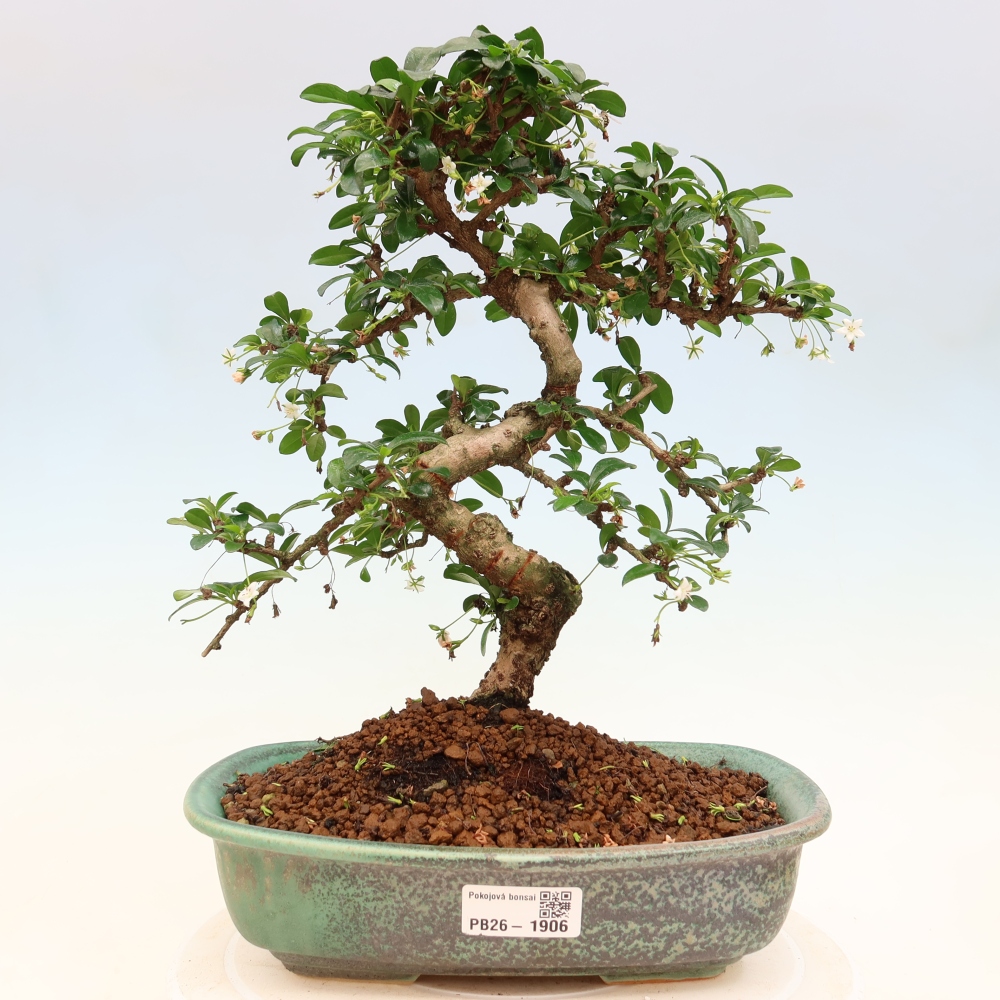 Szobai bonsai - Carmona macrophylla - Tea fuki
