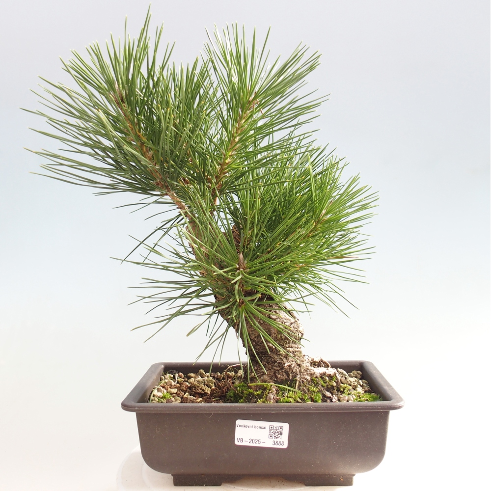 Kültéri bonsai - Pinus thunbergii - Thunberg fenyő