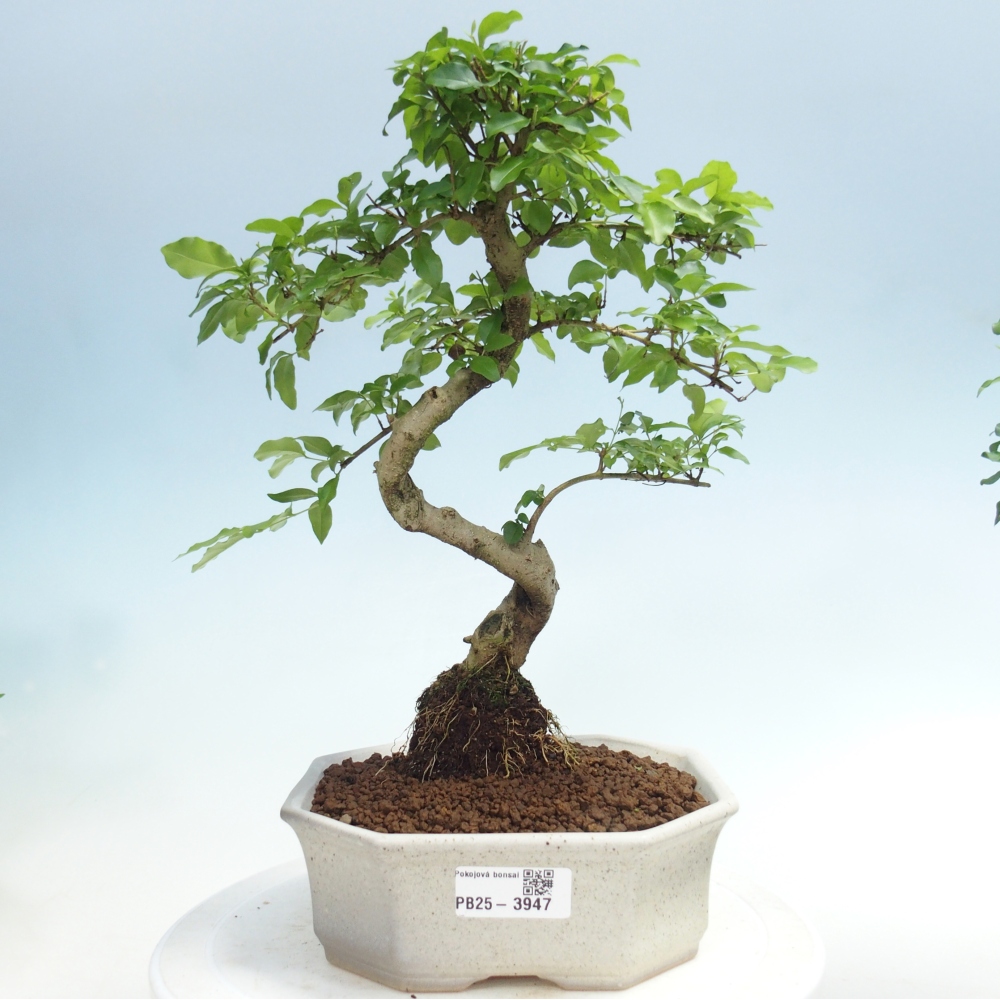 Szobai bonsai -Ligustrum chinensis - Madárcsőr