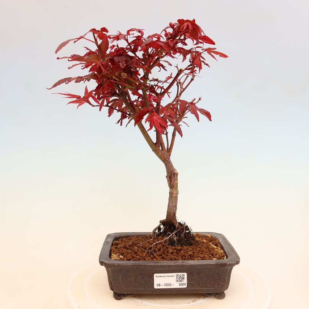 Kültéri bonsai – tenyérlevelű juhar – Acer palmatum Berry Broom 