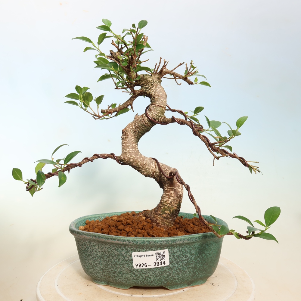 Szobai bonsai - Ficus kimmen - kislevelű fikusz