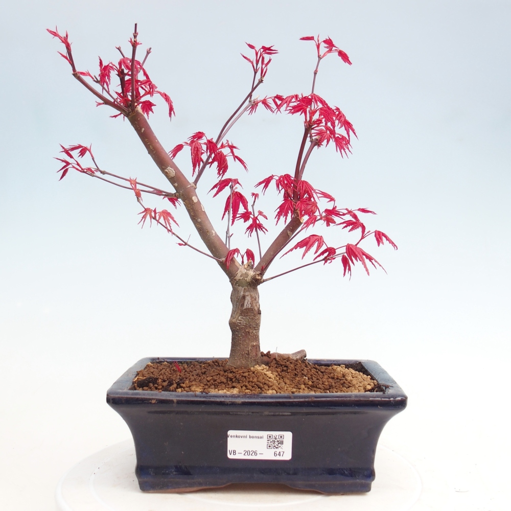 Kültéri bonsai - Acer palmatum DESHOJO