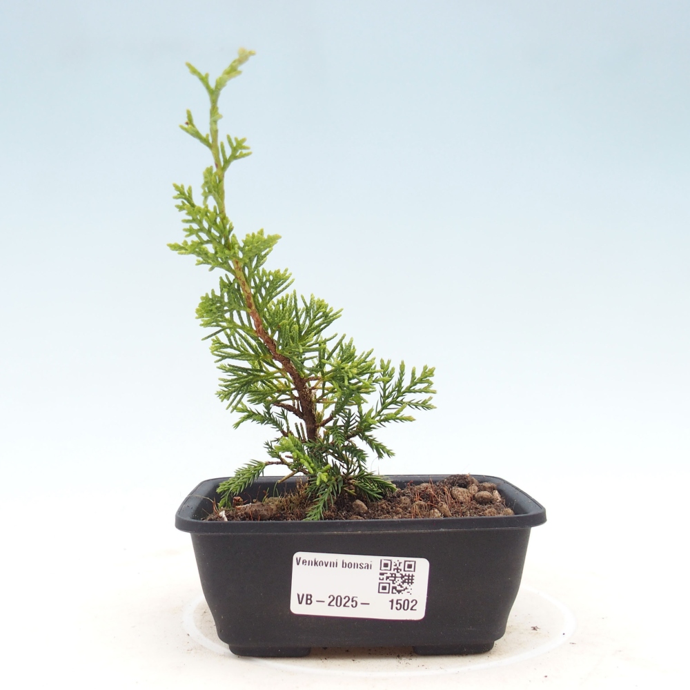 Kültéri bonsai - Juniperus chinensis Itoigawa