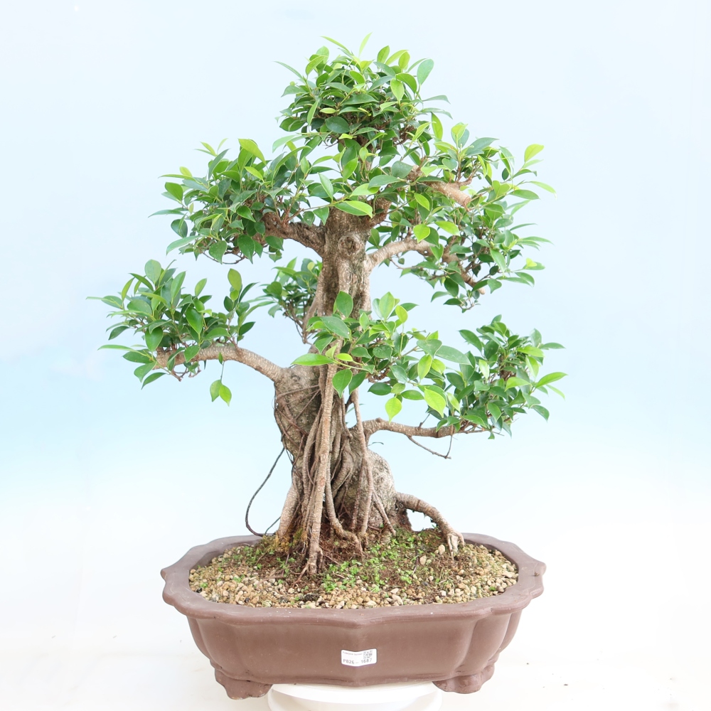 Szobai bonsai - Ficus kimmen - kislevelű fikusz