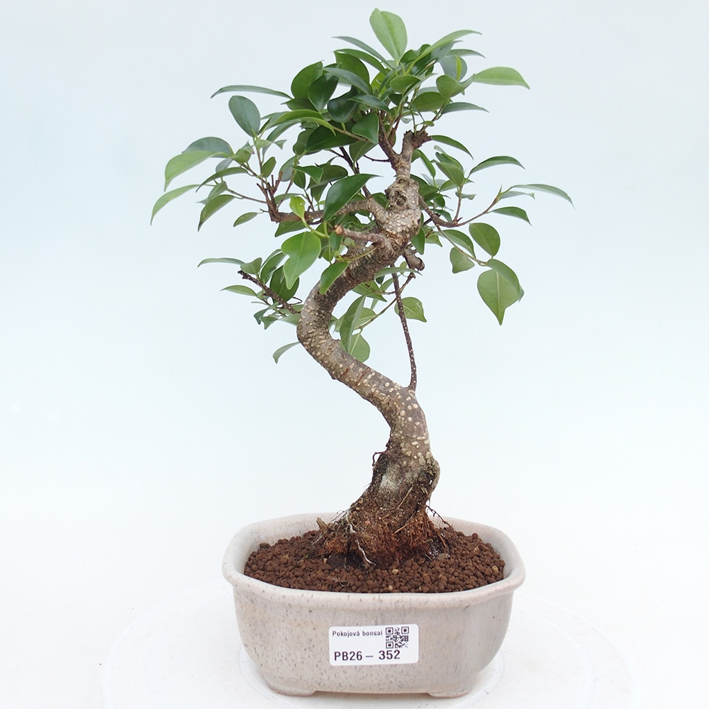 Szobai bonsai - Ficus retusa - kislevelű fikusz
