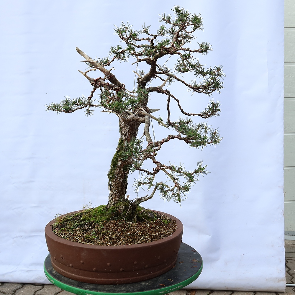 Pinus sylvestris Spanyolország – erdei fenyő