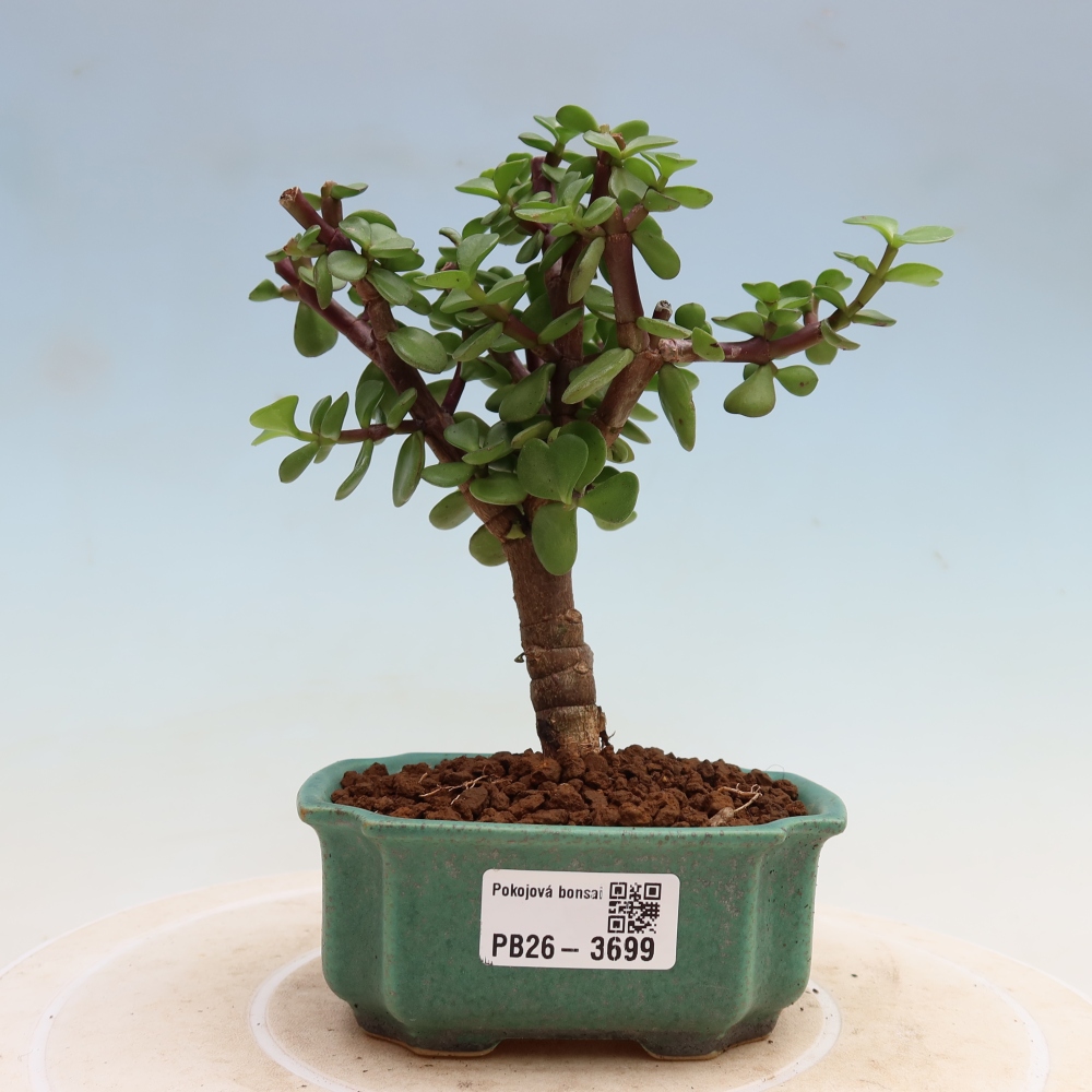 Szoba bonsai - Portulakaria Afra - Tlustice