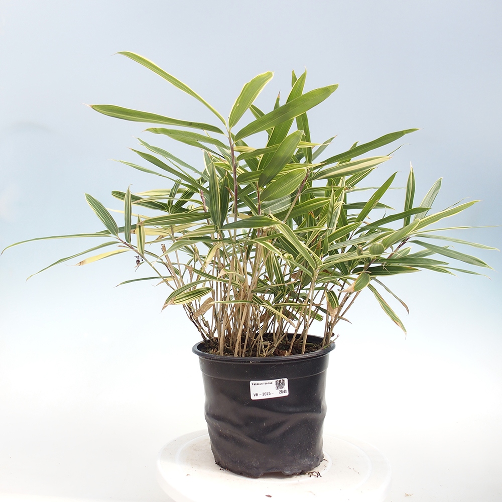 Kültéri bonsai - Sasaella masamuneana Albostriata - Bambusz
