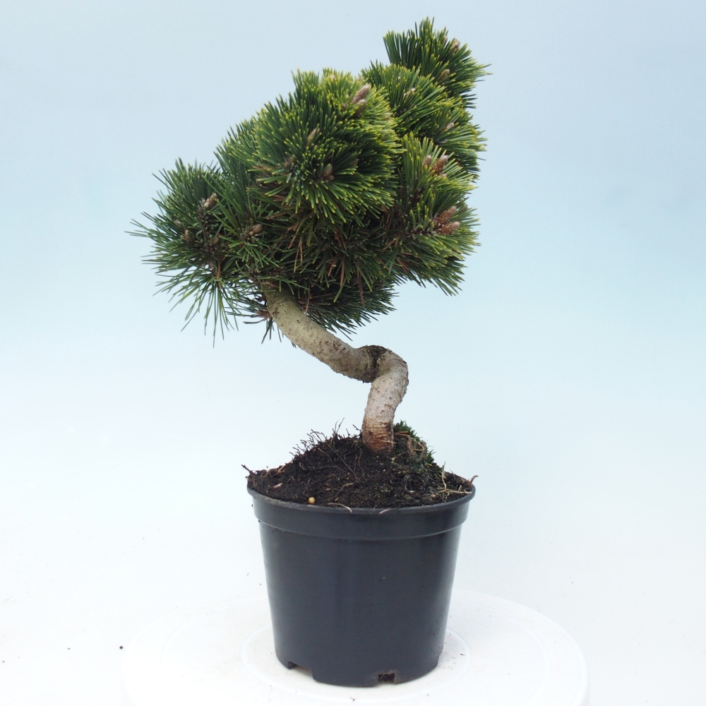 Kültéri bonsai - Pinus thunbergii senjyumaru - Thunberg fenyő