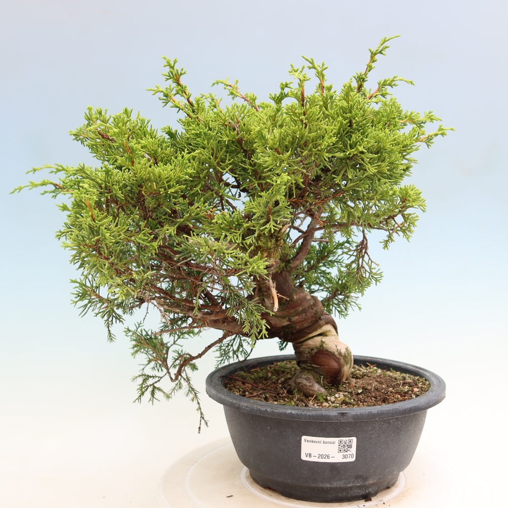 Kültéri bonsai - Juniperus chinensis Itoigawa-Juniperus chinensis