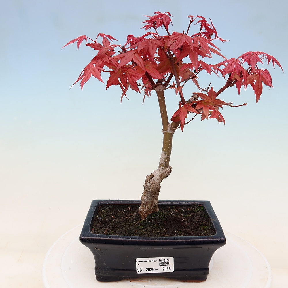 Kültéri bonsai - Acer palmatum DESHOJO