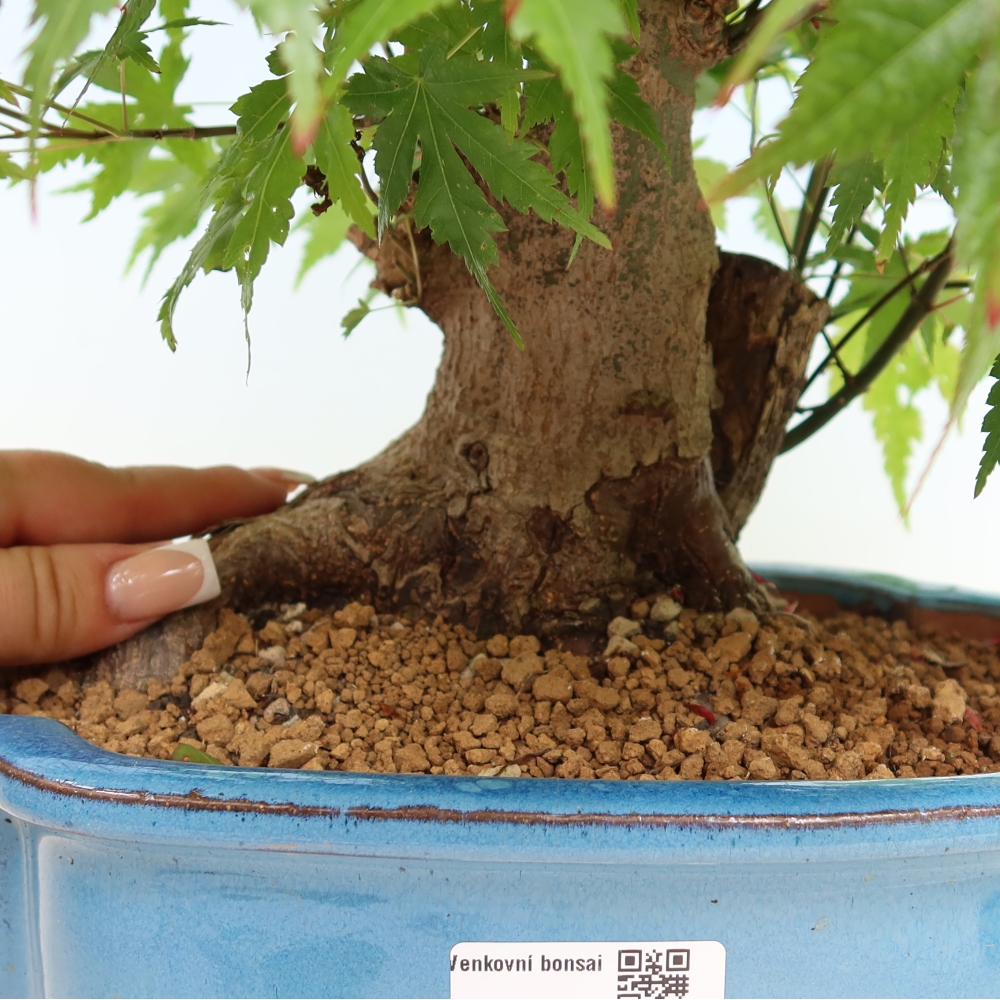Kültéri bonsai - Juhar Burger - Acer Burgerianum