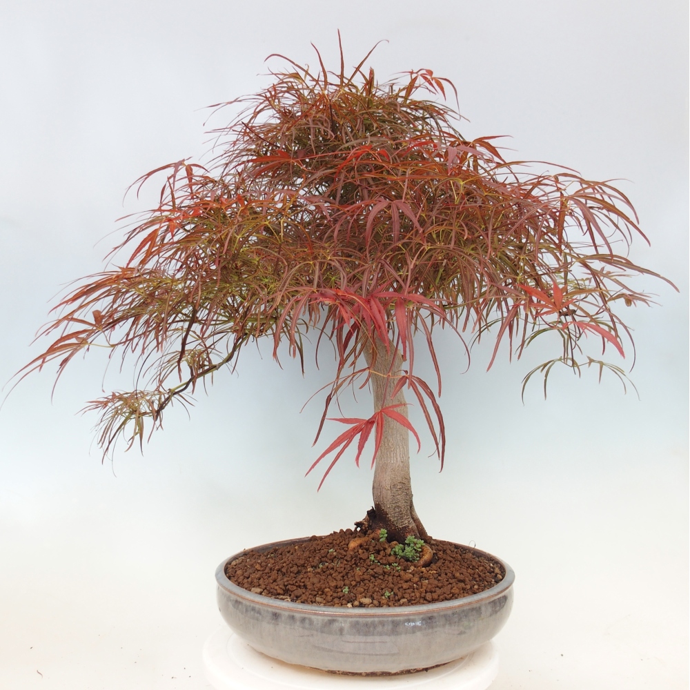 Kültéri bonsai - Acer palmatum RED PYGMY