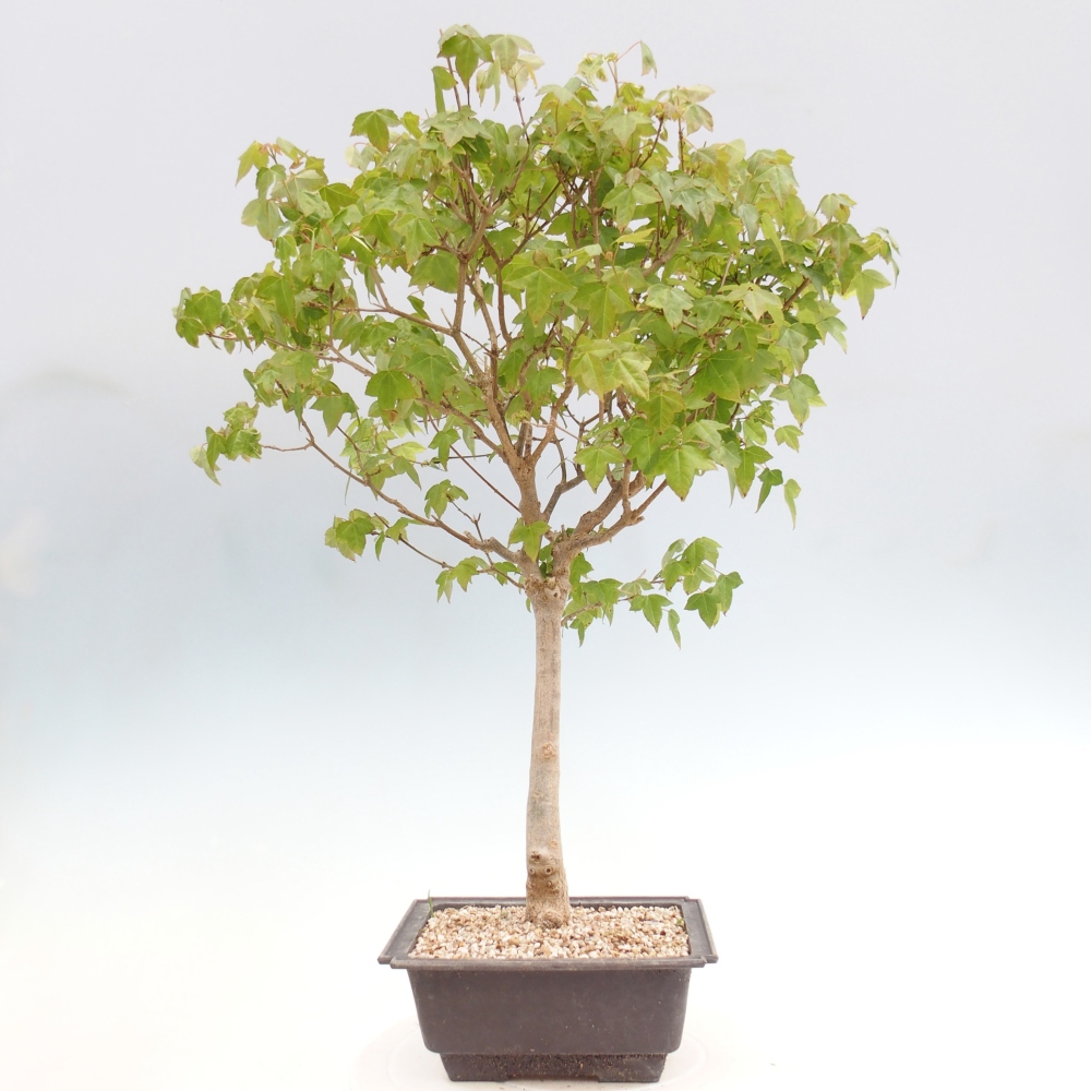 Kültéri bonsai - Acer Buergerianum - Burger juhar