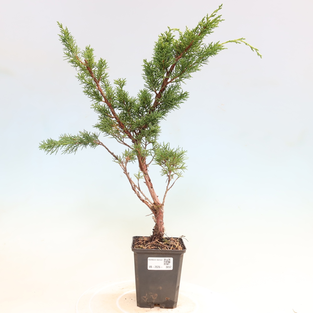 Kültéri bonsai - Juniperus chinensis Kishu