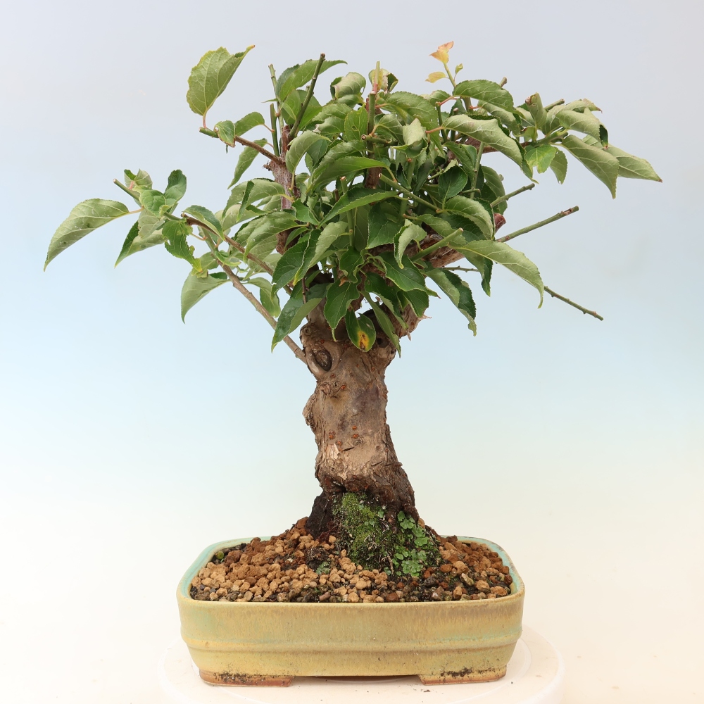 Kültéri bonsai – Japán barack – Prunus Mume