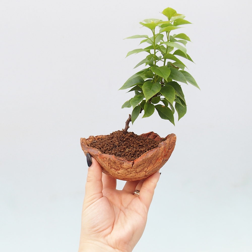 Szoba bonsai - Bouganwilea