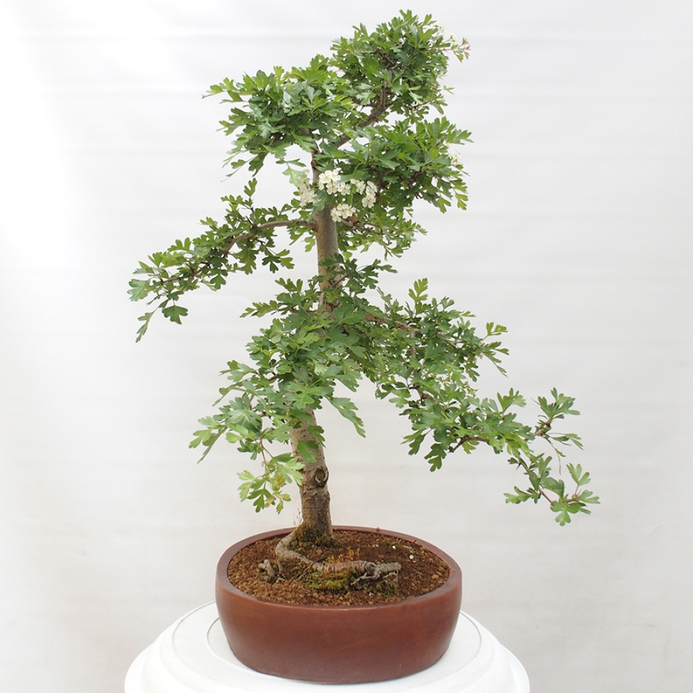 Kültéri bonsai - Galagonya - Crataegus monogyna