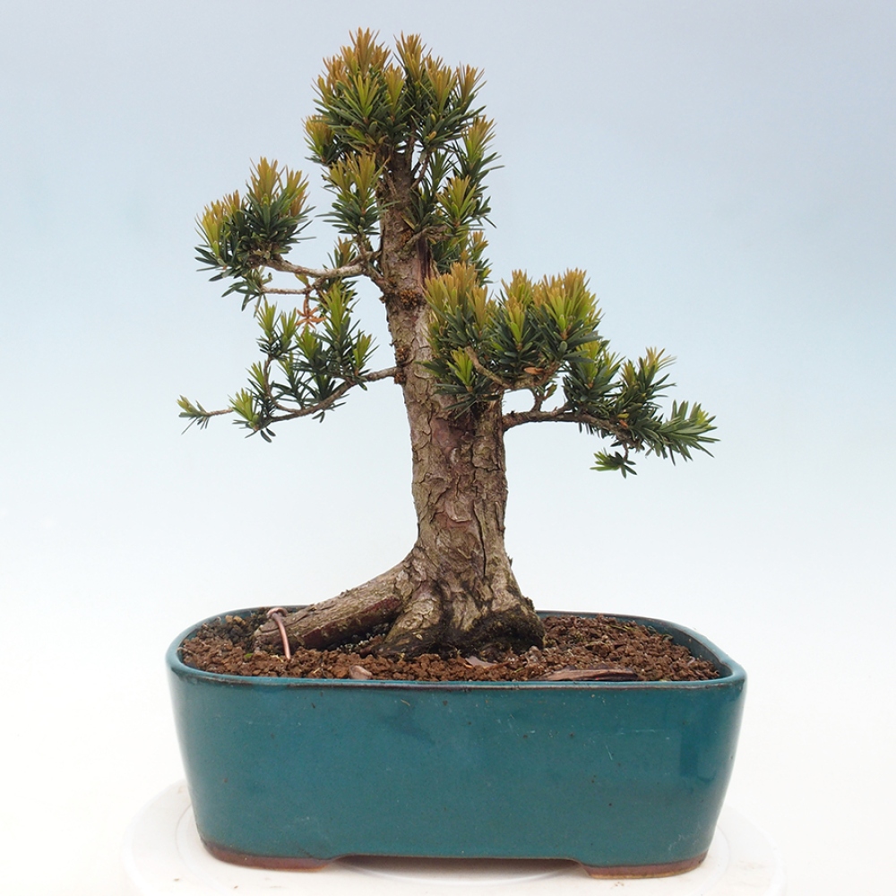 Kültéri bonsai - Taxus cuspidata - japán tiszafa