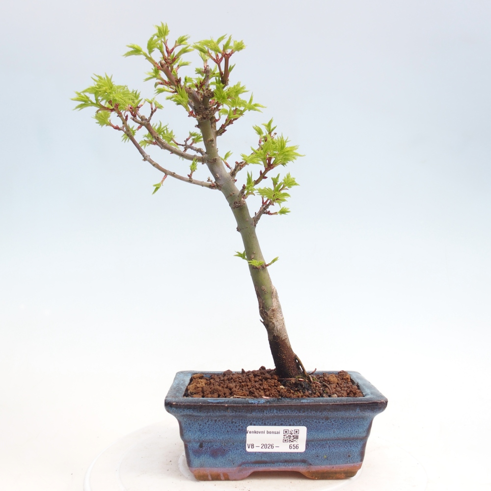 Kültéri bonsai -Javor pálma Acer palmatum Shishigashira