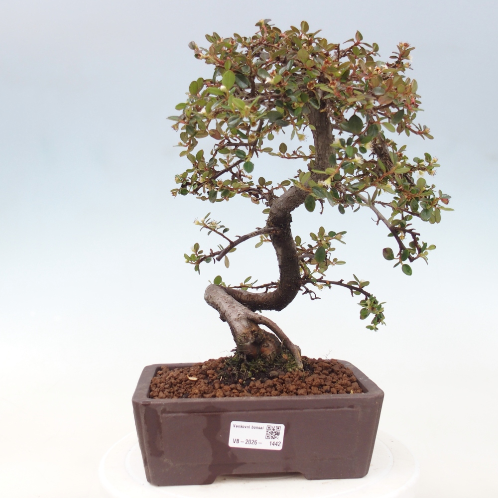 Kültéri bonsai-Cotoneaster dammeri - Damer's Rock