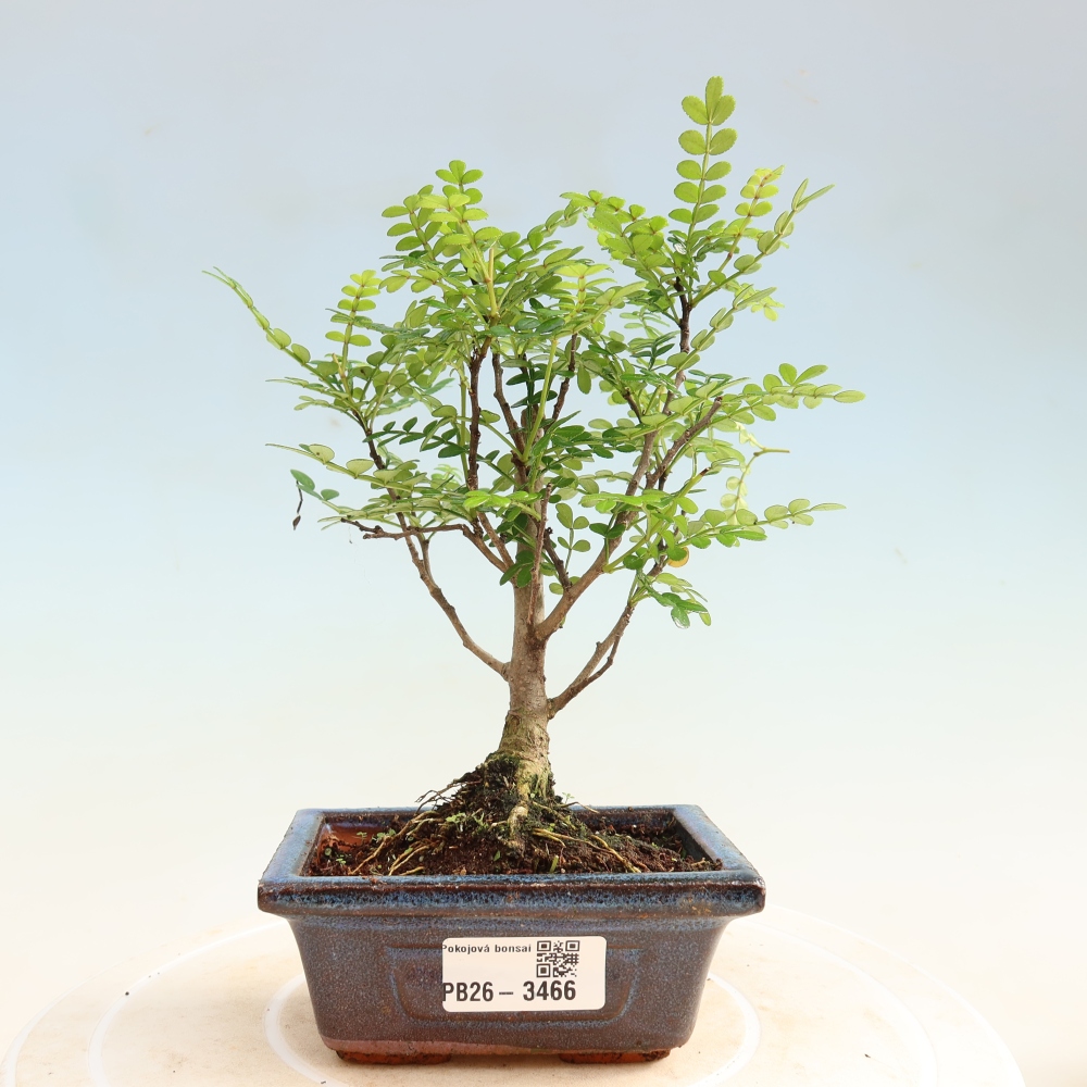 Szobai bonsai - Zantoxylum piperitum - borsfa