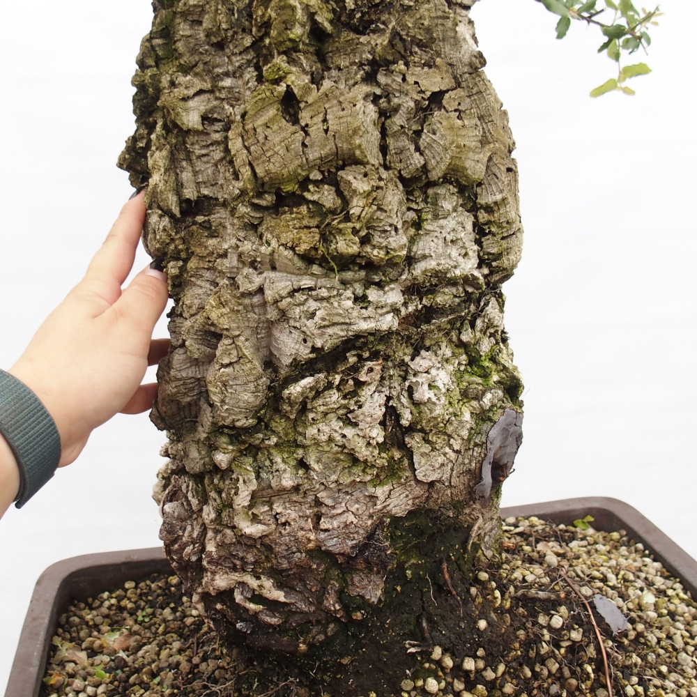 kültéri bonsai Quercus suber - parafa tölgy