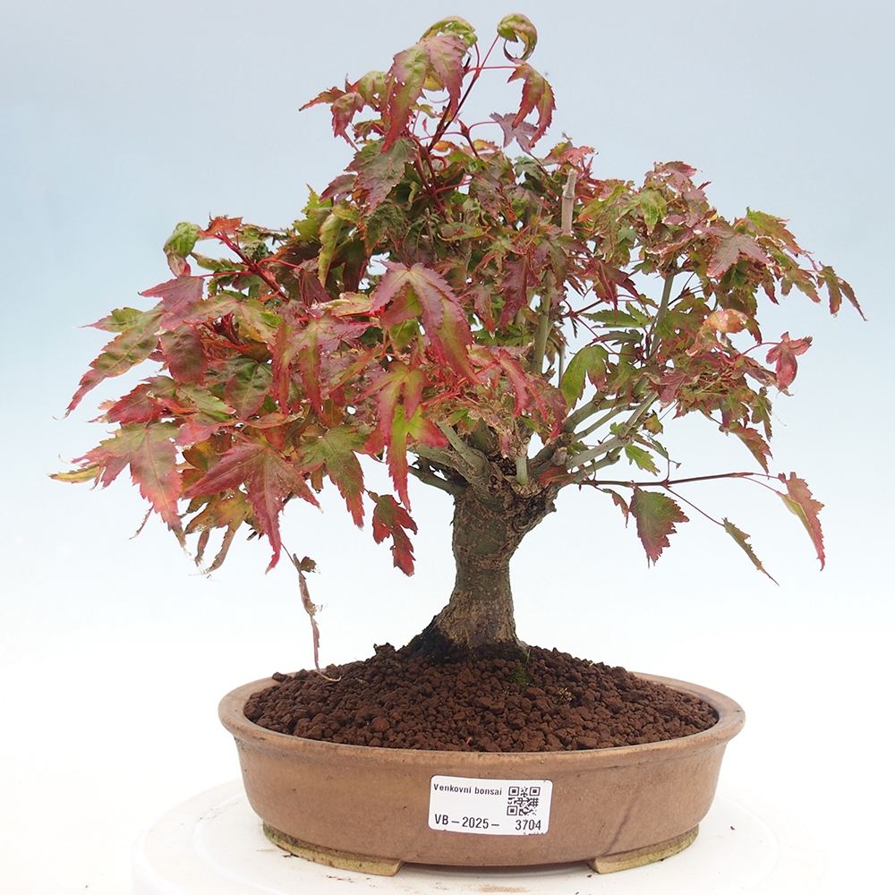 Acer palmatum KIOHIME - Pálma juhar