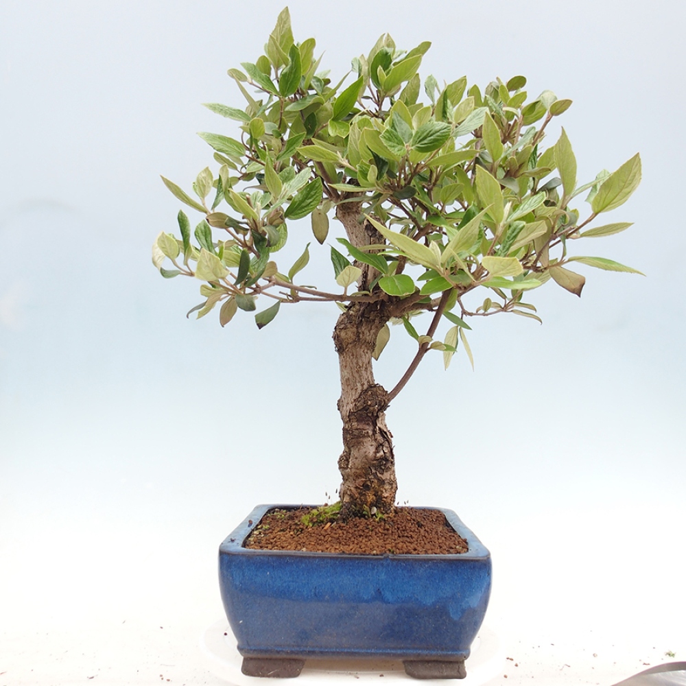 Kültéri bonsai-Kalina Bodnanská - Viburum carlesii hemsi
