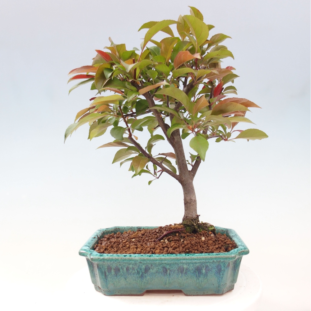 Kültéri bonsai -Malus domestica - Kis gyümölcsű piros levelű almafa