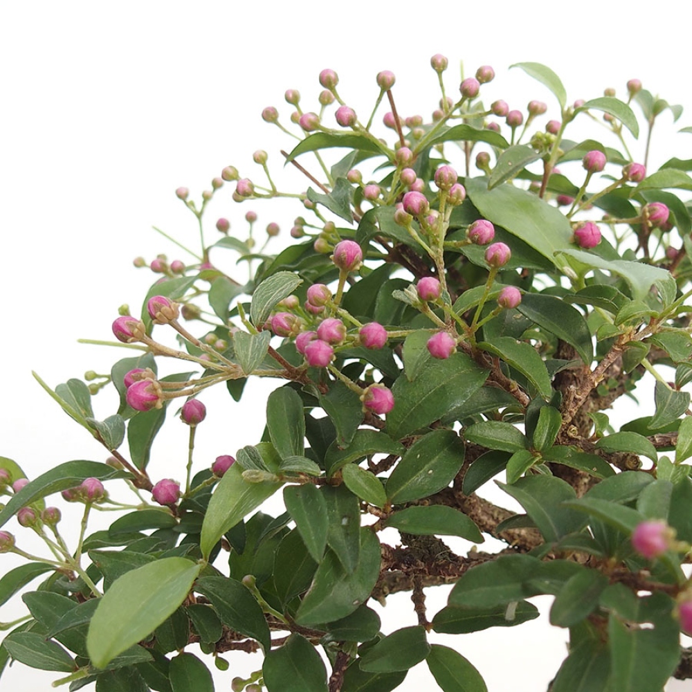 Szobabonsai – barbadosi cseresznye (Malpighia glabra) 