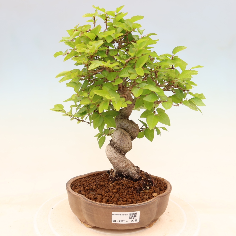 Kültéri bonsai -Carpinus Coreana - Koreai gyertyánfa
