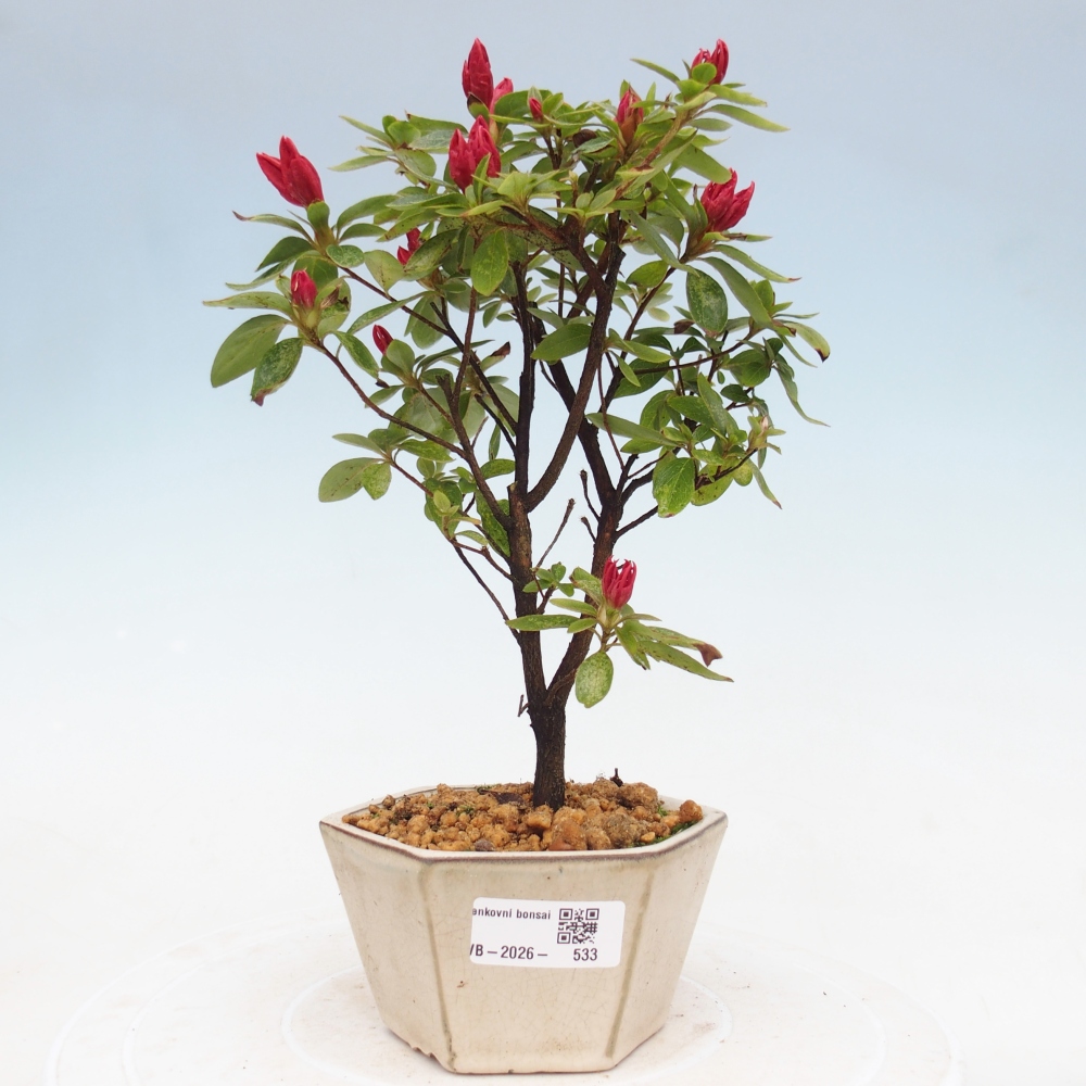 Kültéri bonsai - japán azálea - Azalea sp.