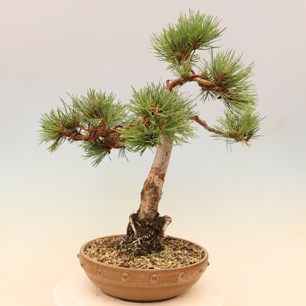 Kültéri bonsai - Pinus Sylvestris Watererri - erdeifenyő