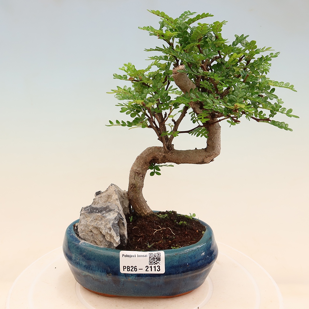 Szobai bonsai - Zantoxylum piperitum - borsfa