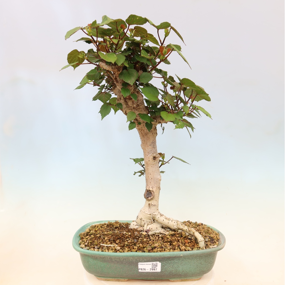 Beltéri bonsai - Hibiscus tiliaceus - tengeri hibiszkusz