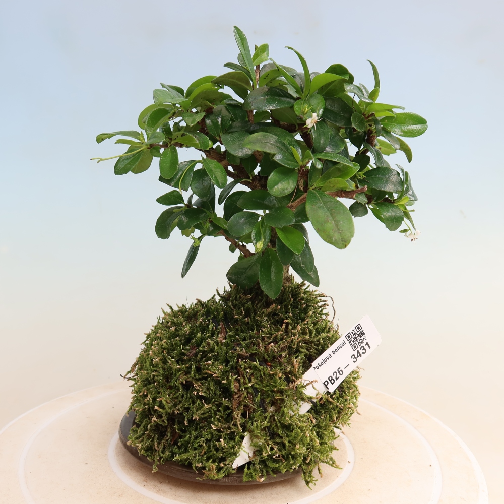 Kokedama alátéttel – Carmona macrophylla – Fuki tea