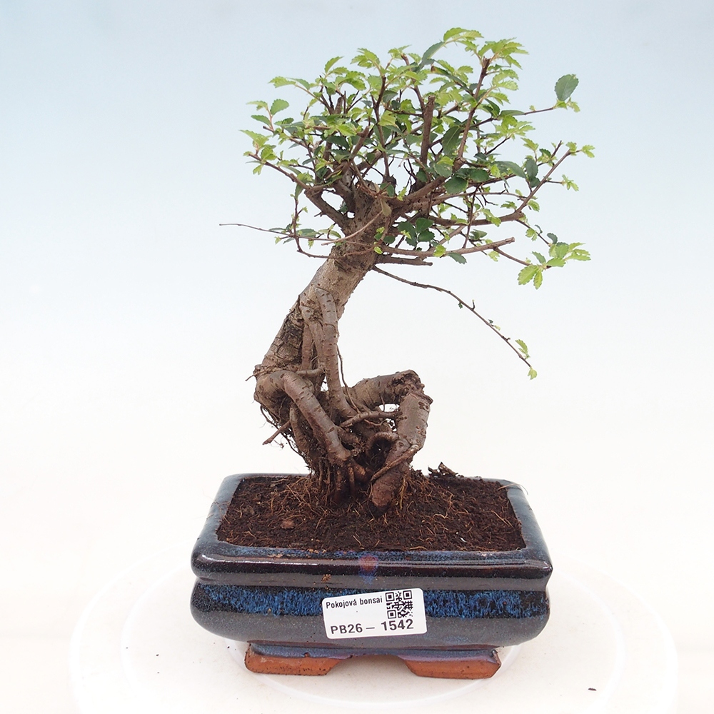 Szobai bonsai - Ulmus parvifolia - Kislevelű szilfa
