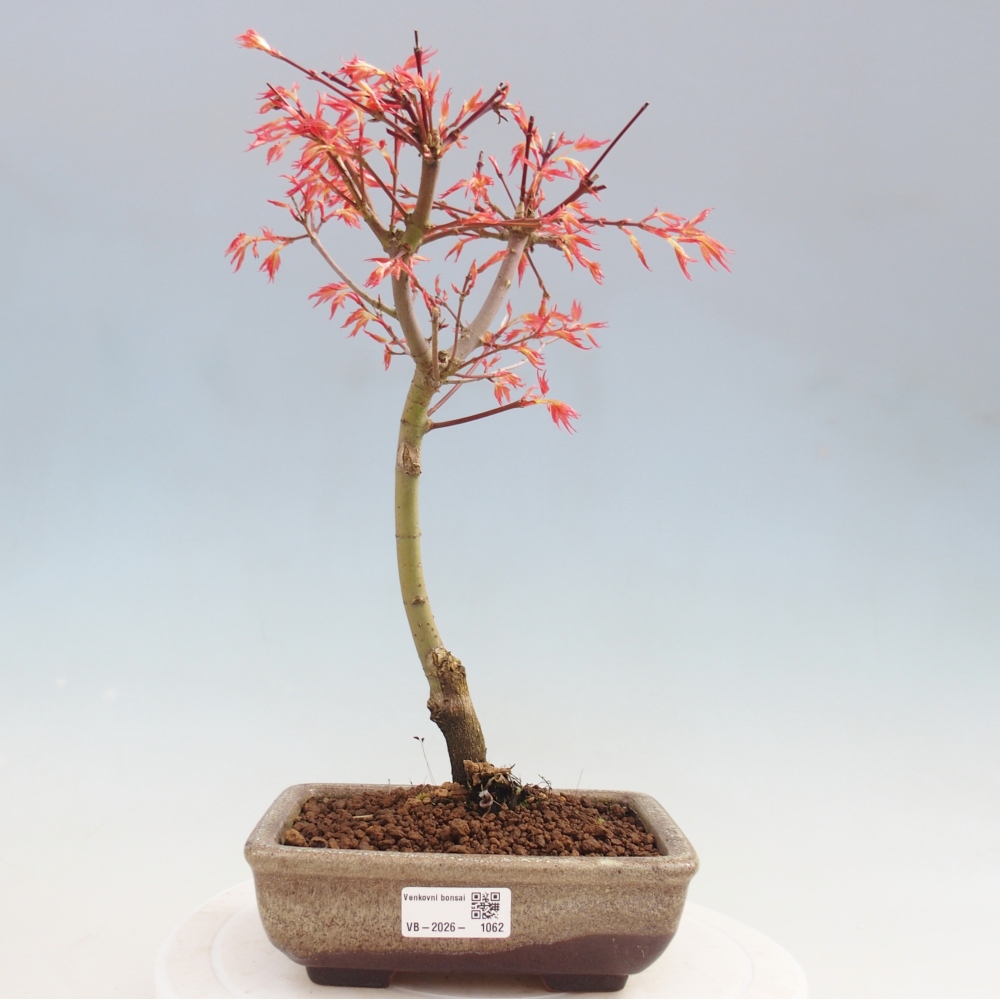 Juhar - Acer palmatum Beni Tsukasa