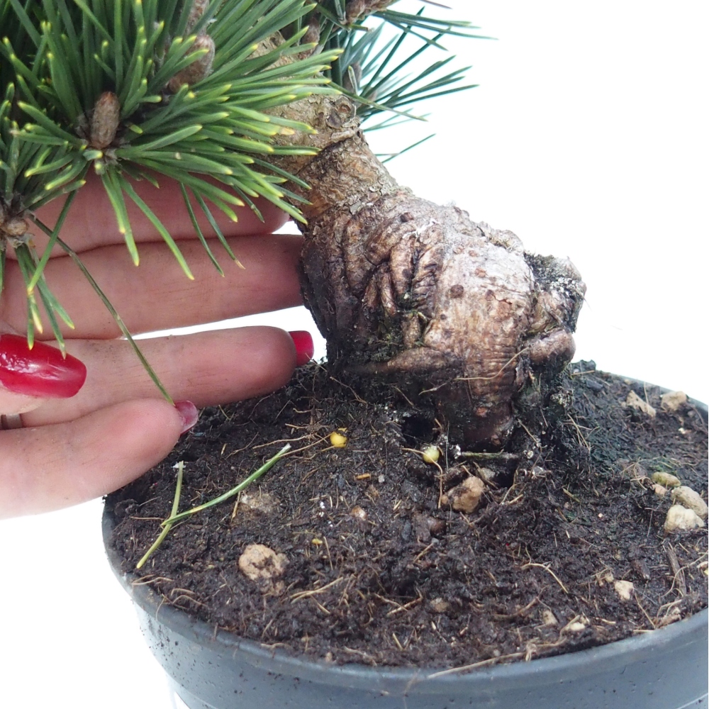 Kültéri bonsai - Pinus thunbergii senjyumaru - Thunberg fenyő