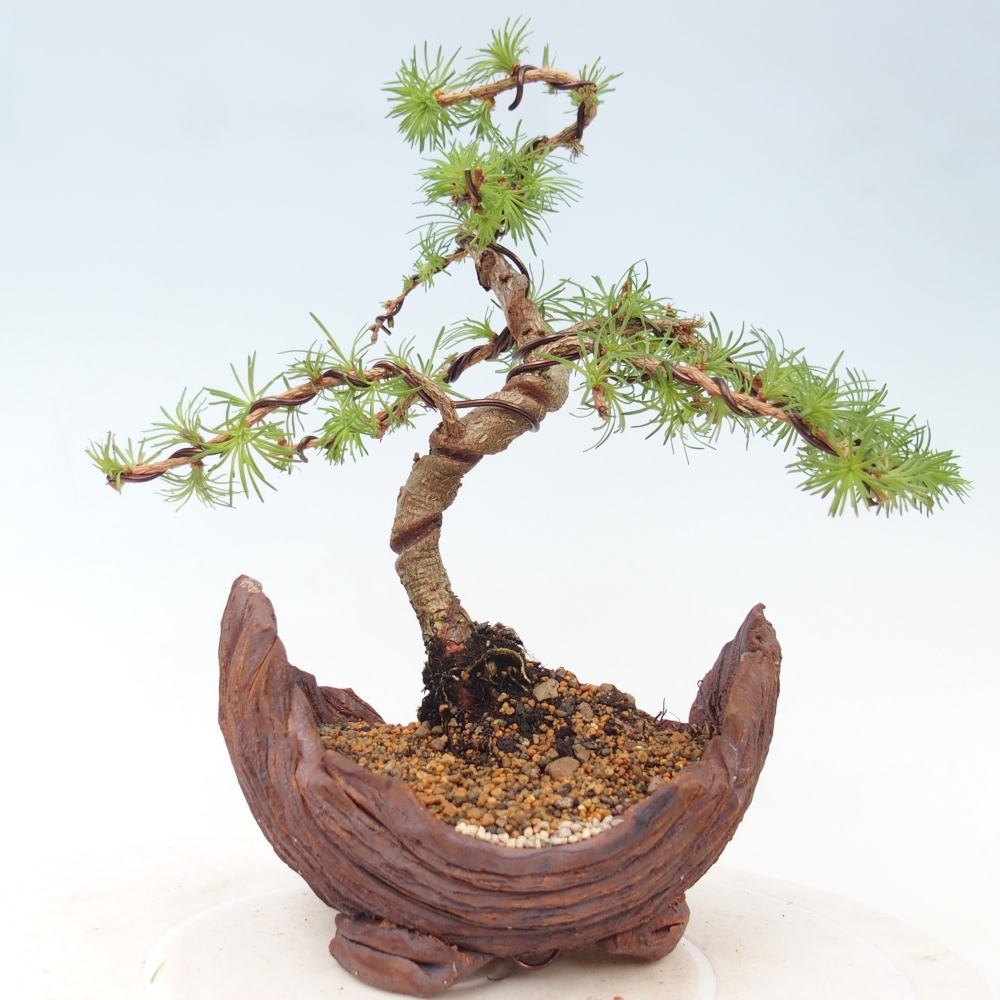Kültéri bonsai - Larix Kaempferi - Japán vörösfenyő
