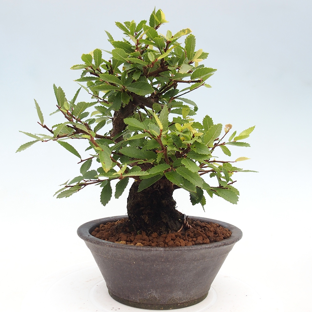 Kültéri bonsai - Zelkova - Zelkova NIRE
