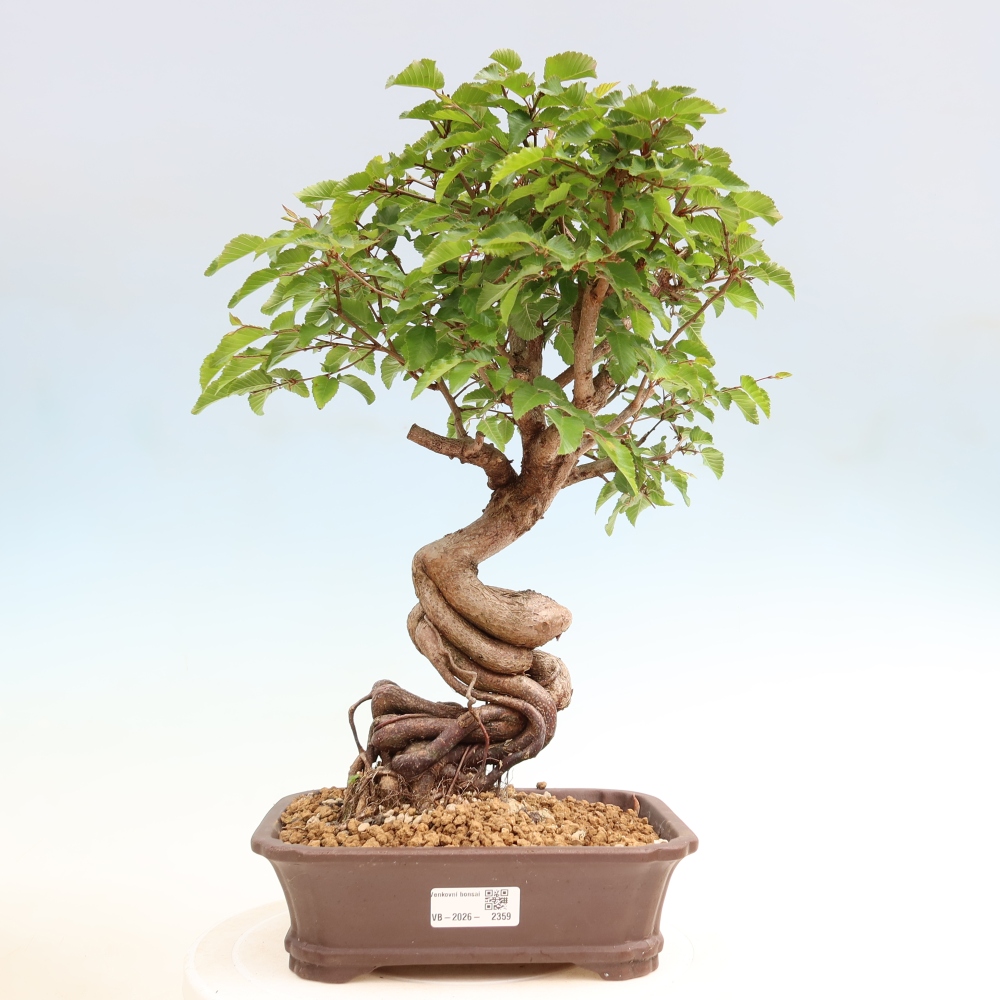Kültéri bonsai -Carpinus Coreana - Koreai gyertyánfa