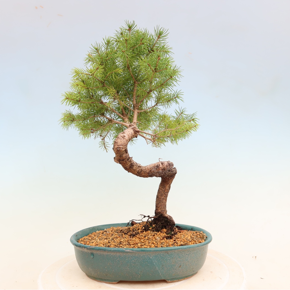 Kültéri bonsai - lucfenyő - Picea glauca globe