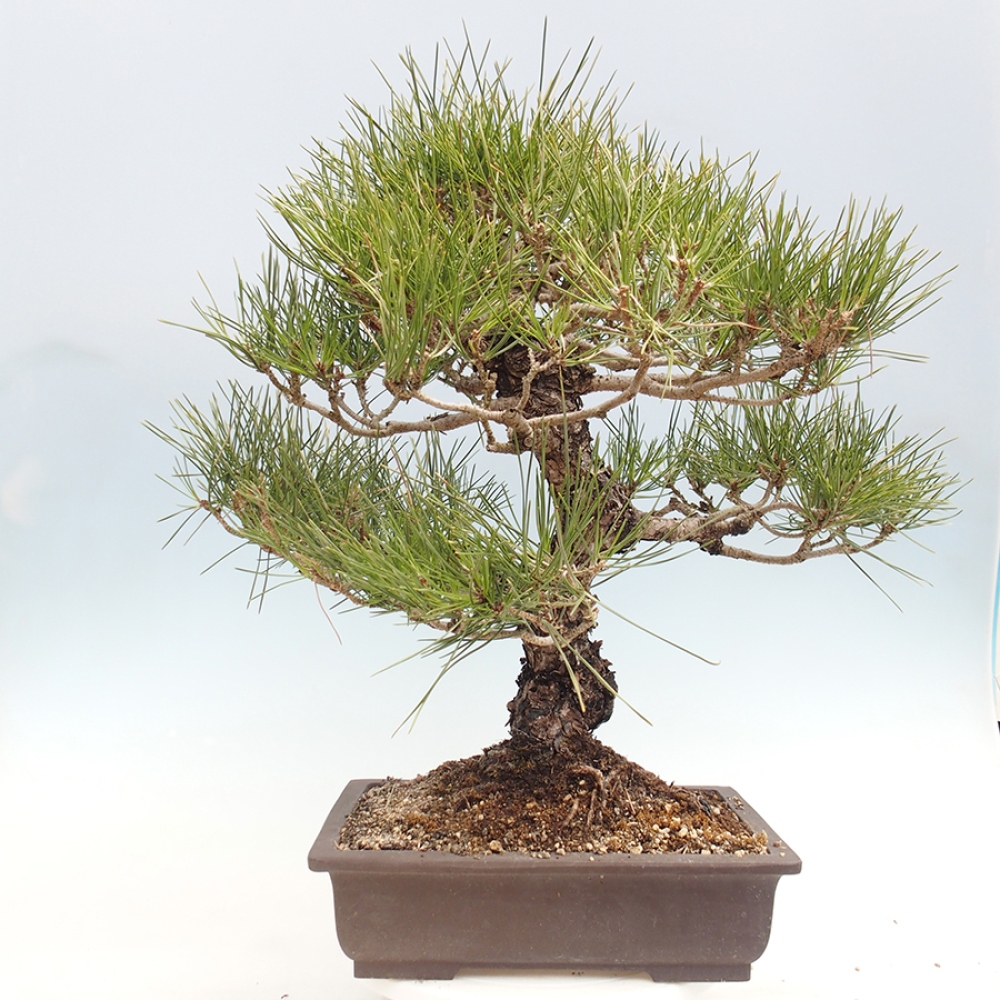 Kültéri bonsai - Pinus thunbergii - Thunberg fenyő
