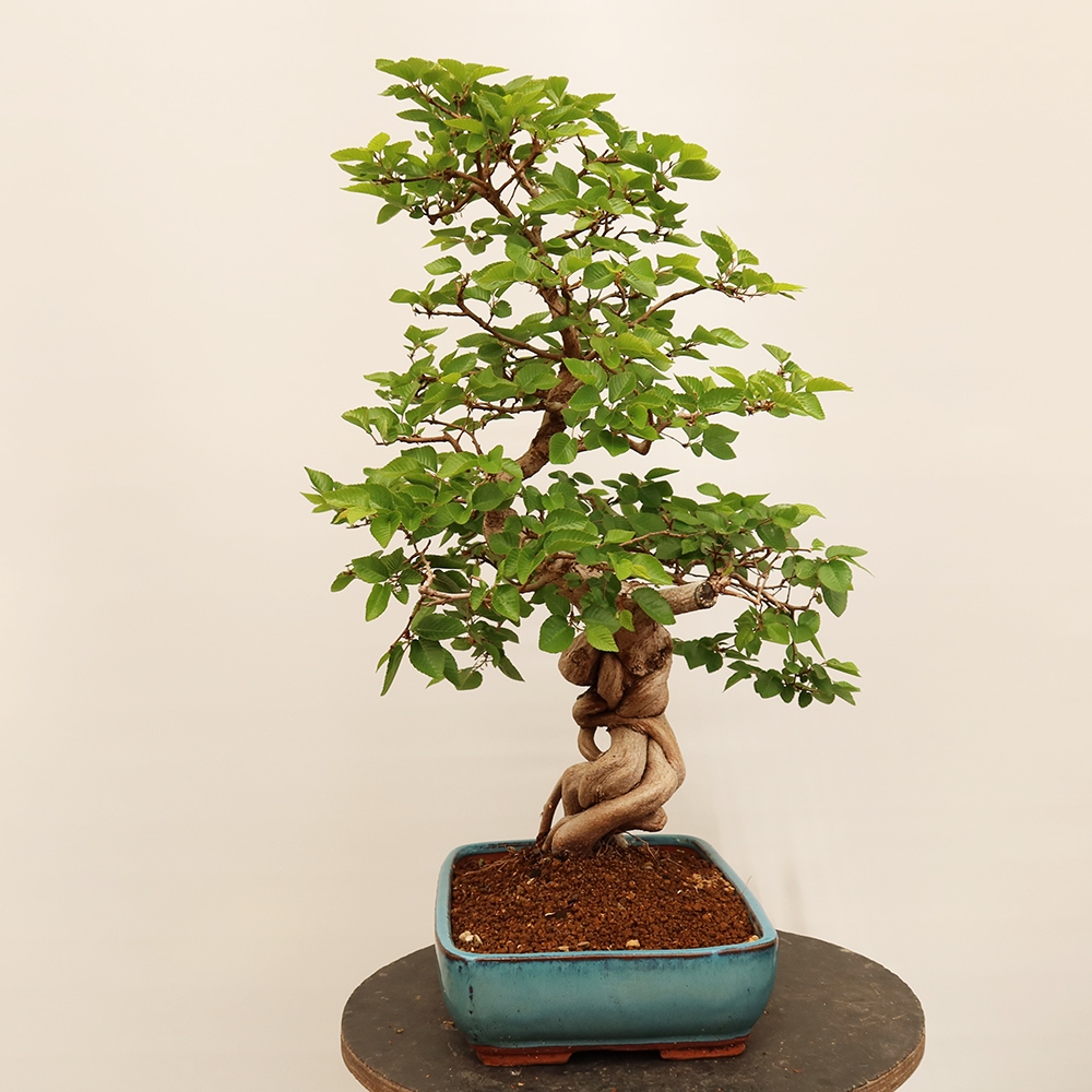 Kültéri bonsai -Carpinus Coreana - Koreai gyertyánfa